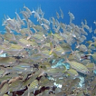 UWBN15-Bonaire Striped Fish 2015  Exif JPEG PICTURE